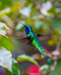 Brazilian Humming Bird
