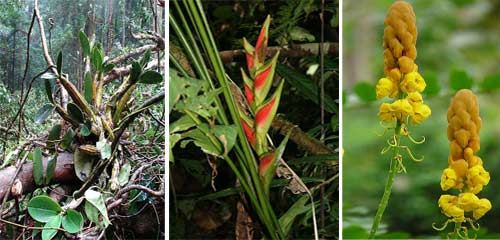 names of the tropical rainforest plants