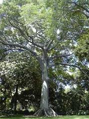 Kapok tree