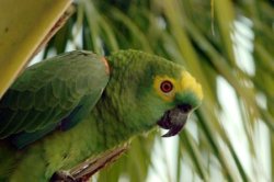 Amazon Rainforest Parrot