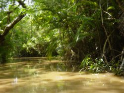 Amazon River