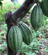 cacao tree